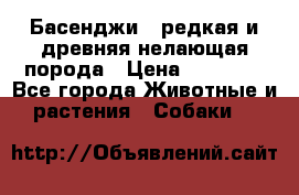 Басенджи - редкая и древняя нелающая порода › Цена ­ 50 000 - Все города Животные и растения » Собаки   